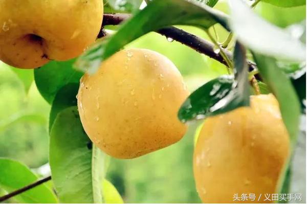 买梨子怎么选才好吃,义田买手