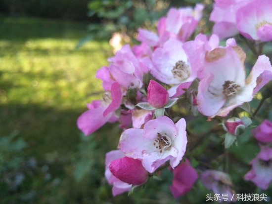 努比亚无边框旗舰手机z11上手体验,努比亚z11手机评测视频