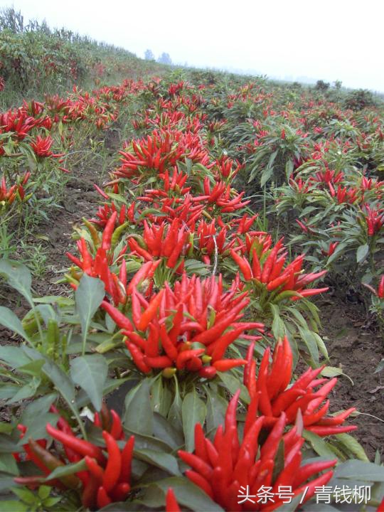 朝天椒红辣椒栽培技术,朝天椒高产技术与病虫害防治