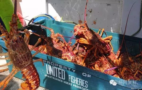 海鲜陆冻和船冻,船冻海鲜好还是鲜活海鲜好