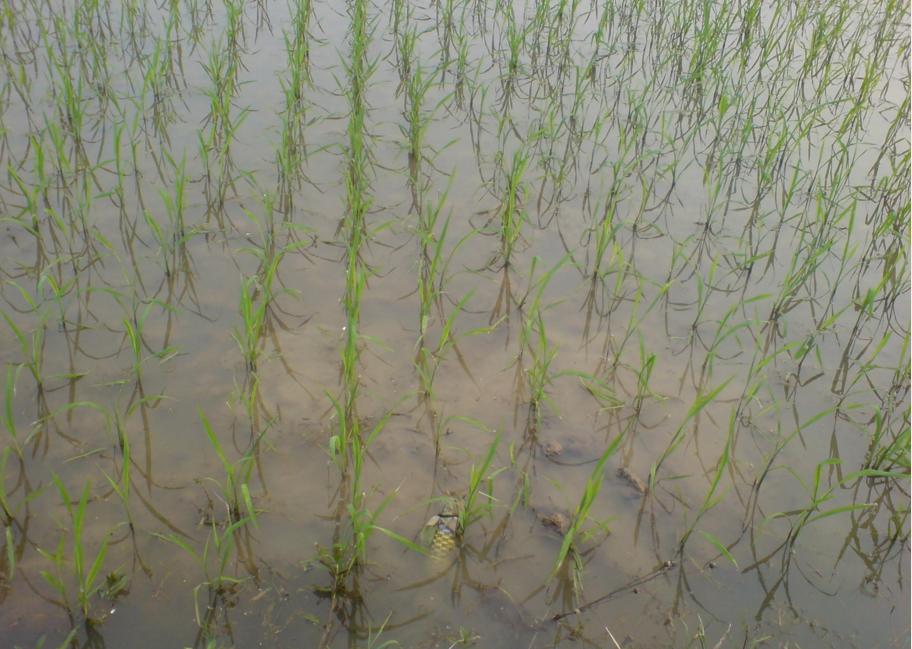 教你抓泥鳅黄鳝,手抓黄鳝技巧教学