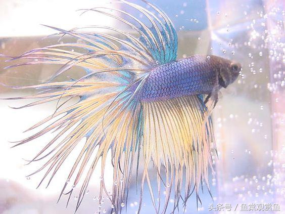 泰国斗鱼有多吸引人,泰国斗鱼动来动去