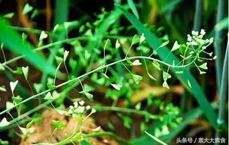 素食者膳食指南,素食者膳食指南完全版