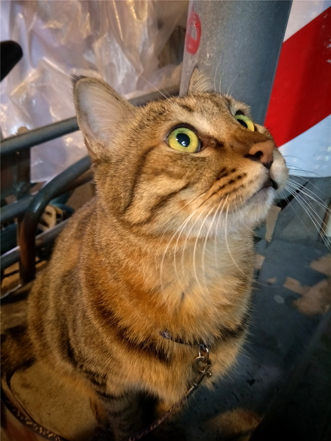 oppor9s评测吃鸡,oppor9s测评什么处理器