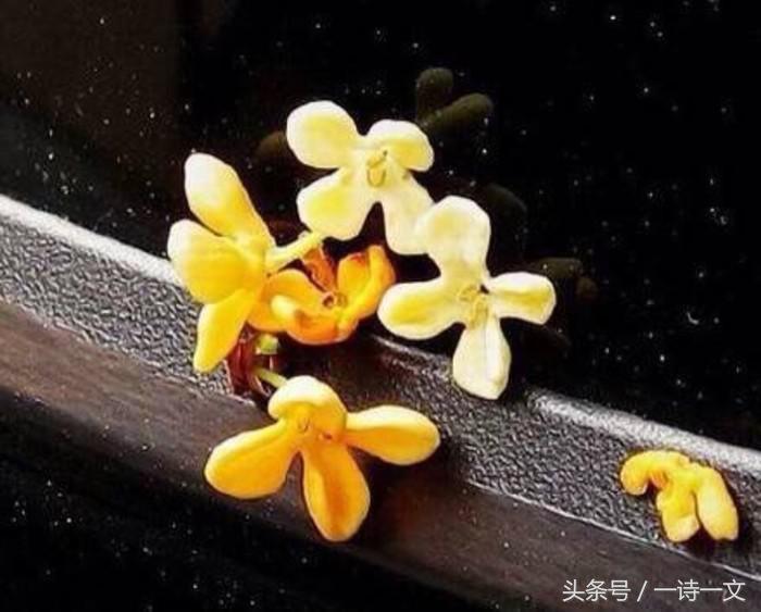 《唯有丹桂飘香八月馥郁芬芳》我，想你了荼蘼花事春已了