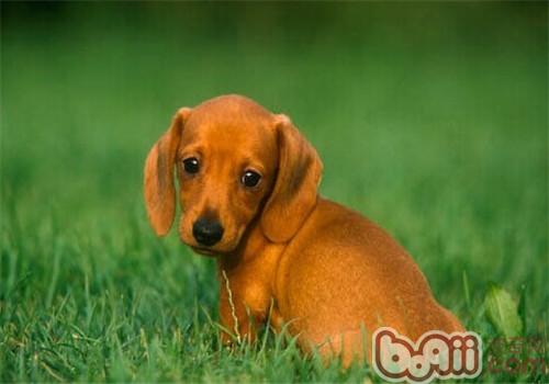 狗狗毛发日常养护,哪种小体狗狗毛好打理些