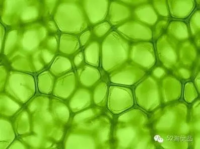 叶绿素焕肤红蓝光,叶绿素能够美容养颜