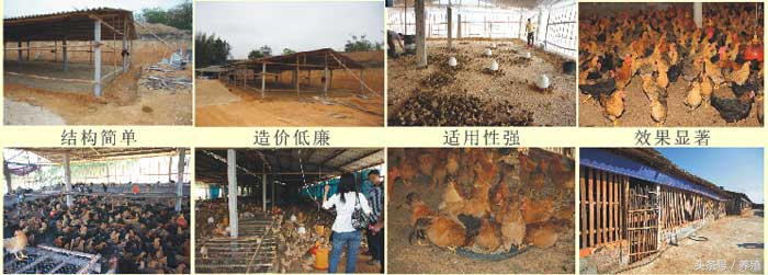 大棚发酵床养鸡,新型大棚发酵床养猪技术完全版