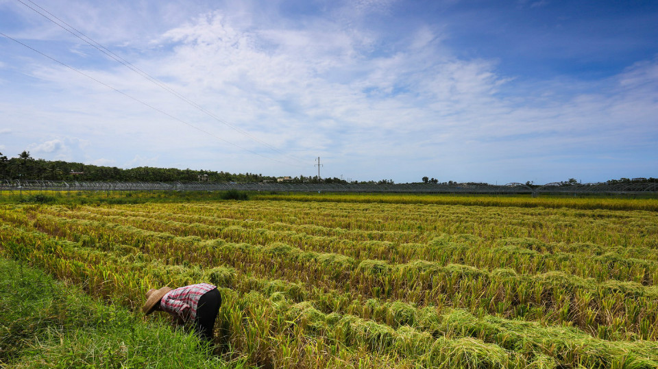 今年稻谷托市价,今年稻谷收购价跌了好多会回升吗