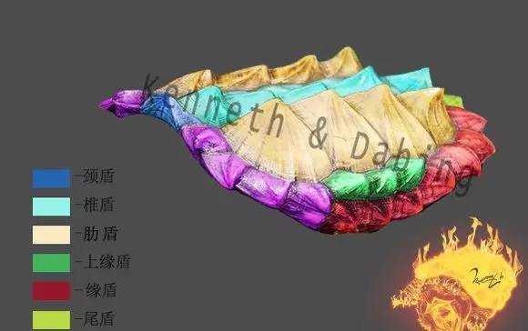 阿蒙课堂-海洋中的瑰宝：玳瑁