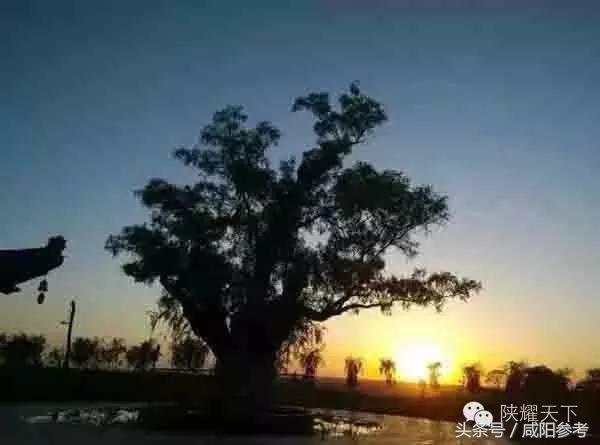 咸阳“十大树王”出炉！你知道几颗关于他的故事？