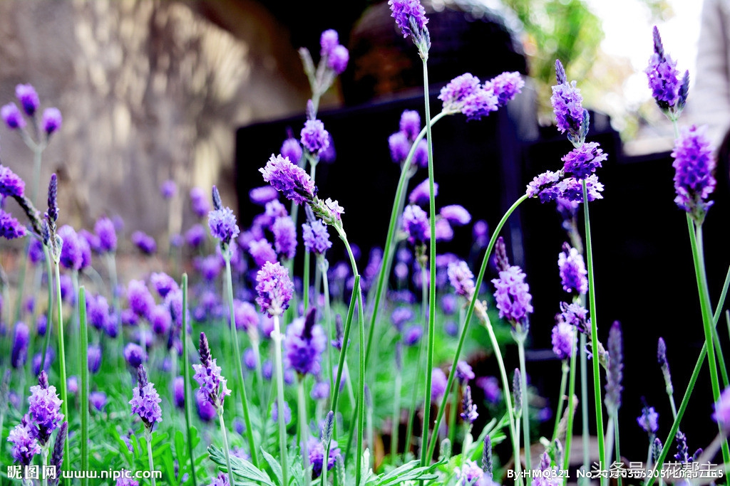 须知|老人、萌娃、孕妇禁忌养的花，这些不良危害一定要知道