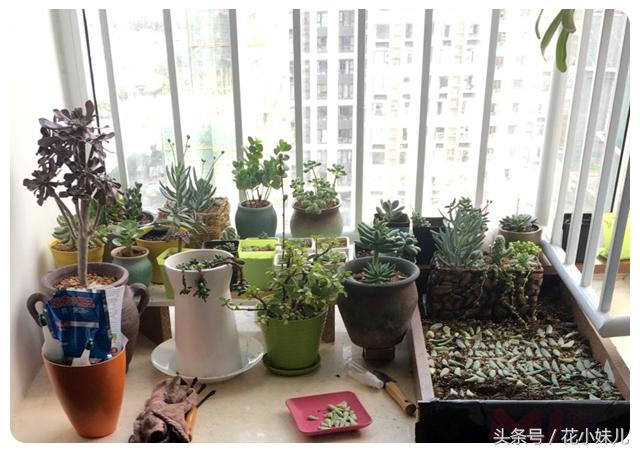 照射多肉的日照能够用台灯代替吗,紫外线灯照射多肉植物