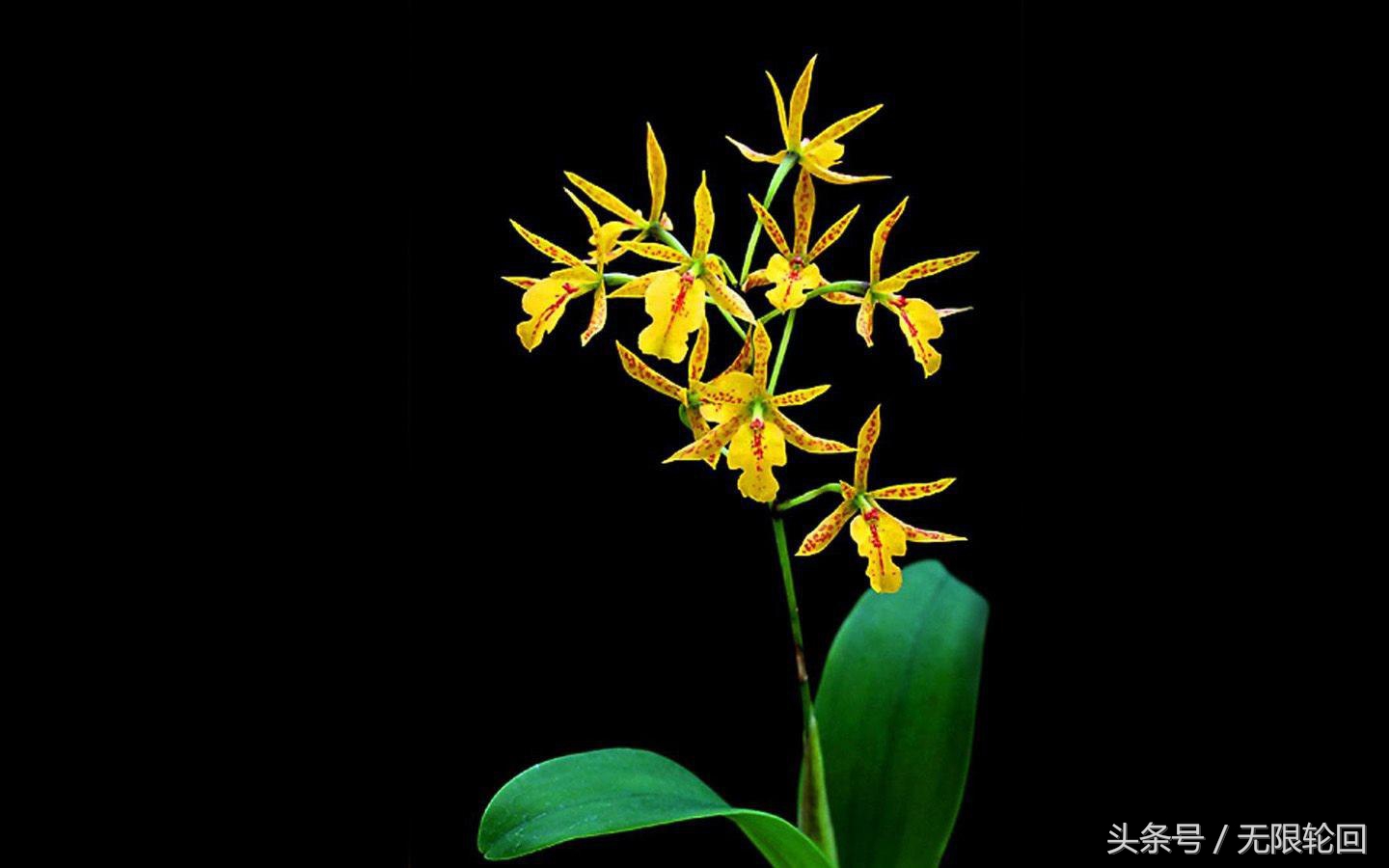 最经典的兰花诗全篇,十首著名的兰花诗句有哪些