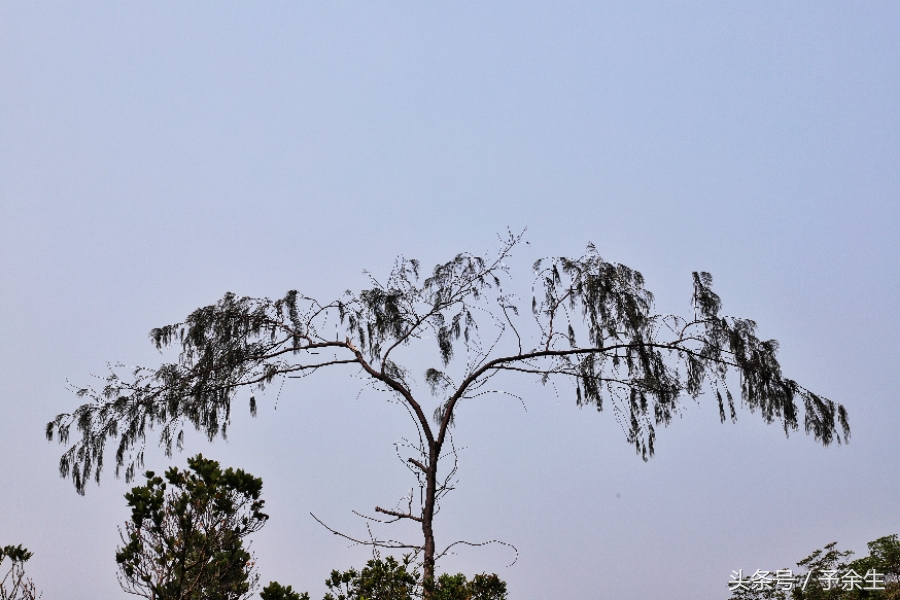 行麦径风景时宿轻沙绵风中