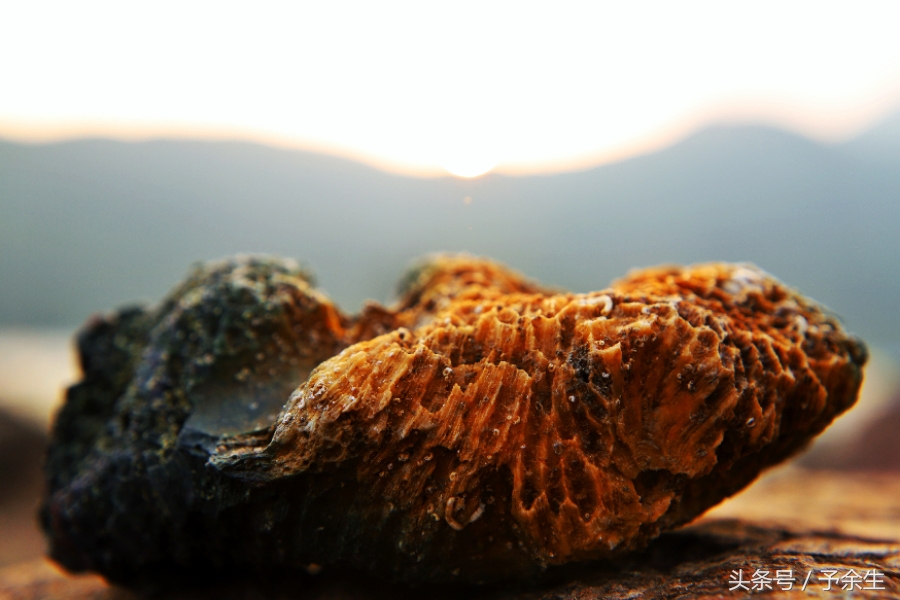 行麦径风景时宿轻沙绵风中