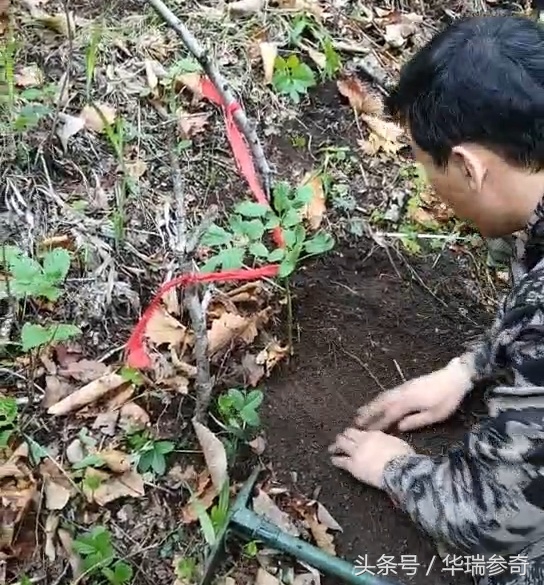 在原始森林找个地方种人参靠谱吗,原始森林的千年人参