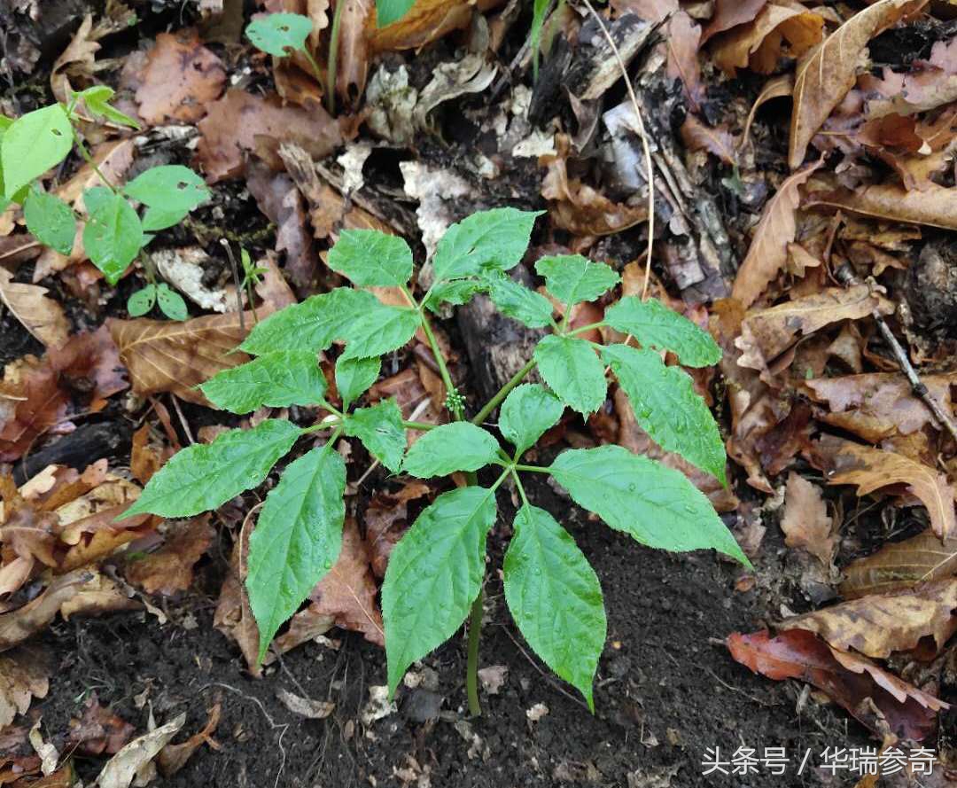 在原始森林找个地方种人参靠谱吗,原始森林的千年人参