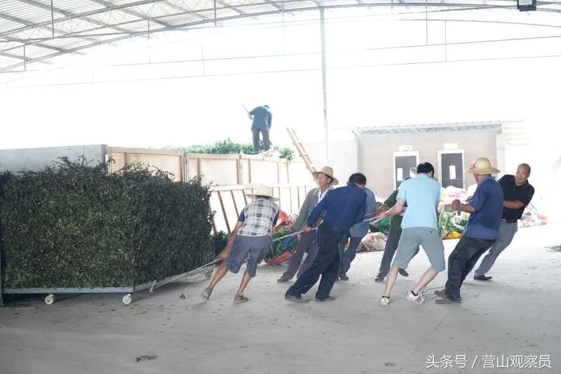 营山县老林镇众鑫泰花椒采摘,营山花椒产业园