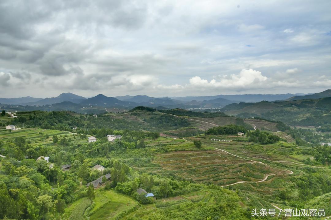 营山县老林镇众鑫泰花椒采摘,营山花椒产业园