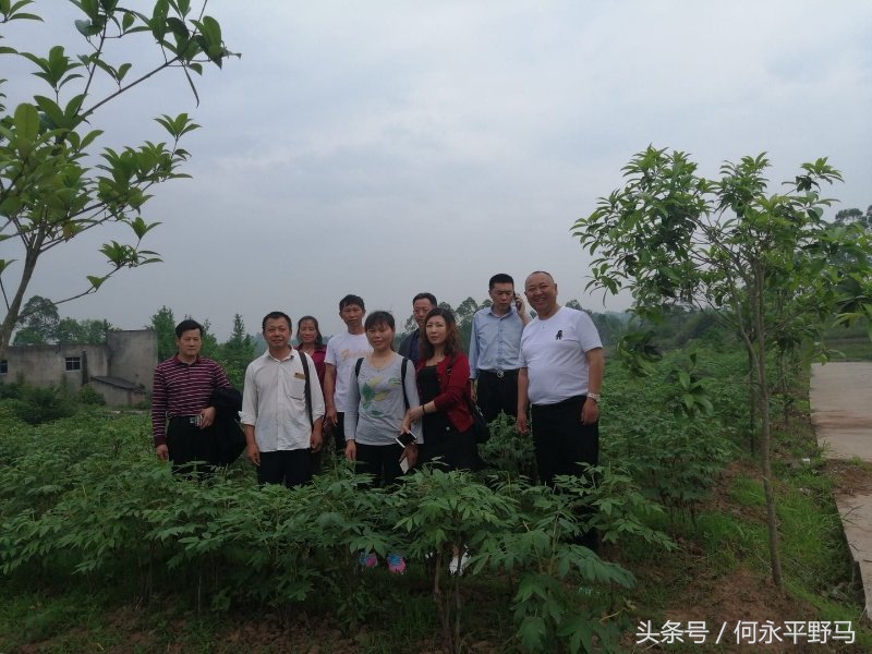 武胜县考察团赴岳池县考查牡丹种植基地