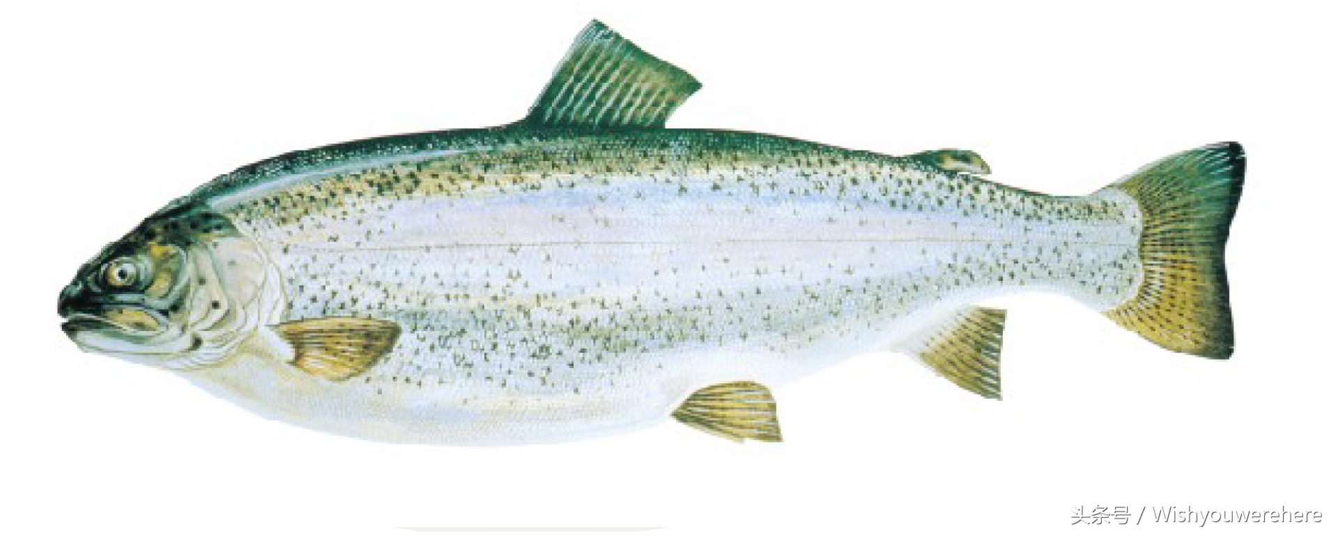 海鲜指南挪威,挪威美食海鲜大餐