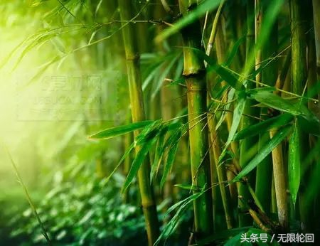 咏竹最经典的十首诗,十大经典咏竹诗