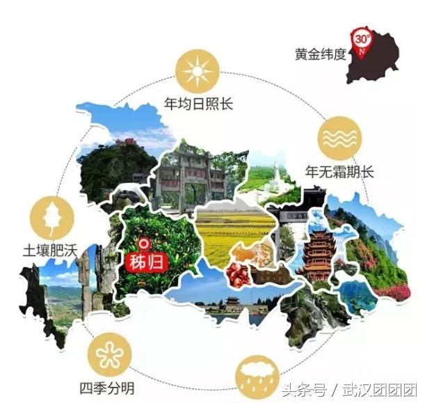 秭归伦晚,正宗秭归伦晚产品介绍