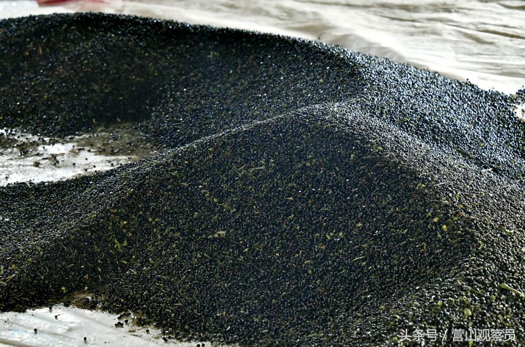 营山县老林镇众鑫泰花椒采摘,营山花椒产业园