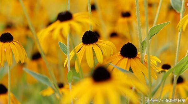 高钾血症的原因表现及处理,高钾血症心电图特征性表现