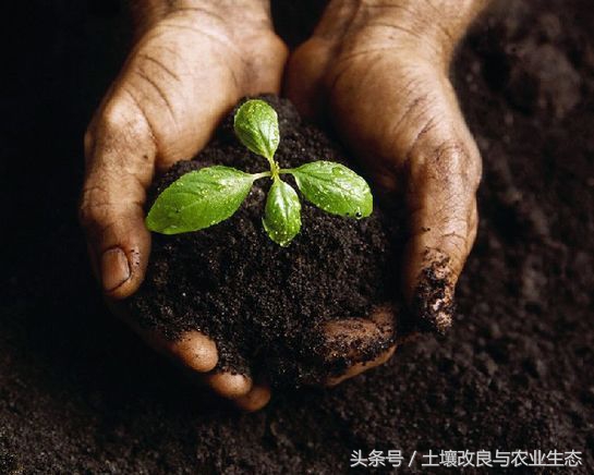 水稻早衰的原因及解决方法,水稻出现生理早衰是怎么引起的