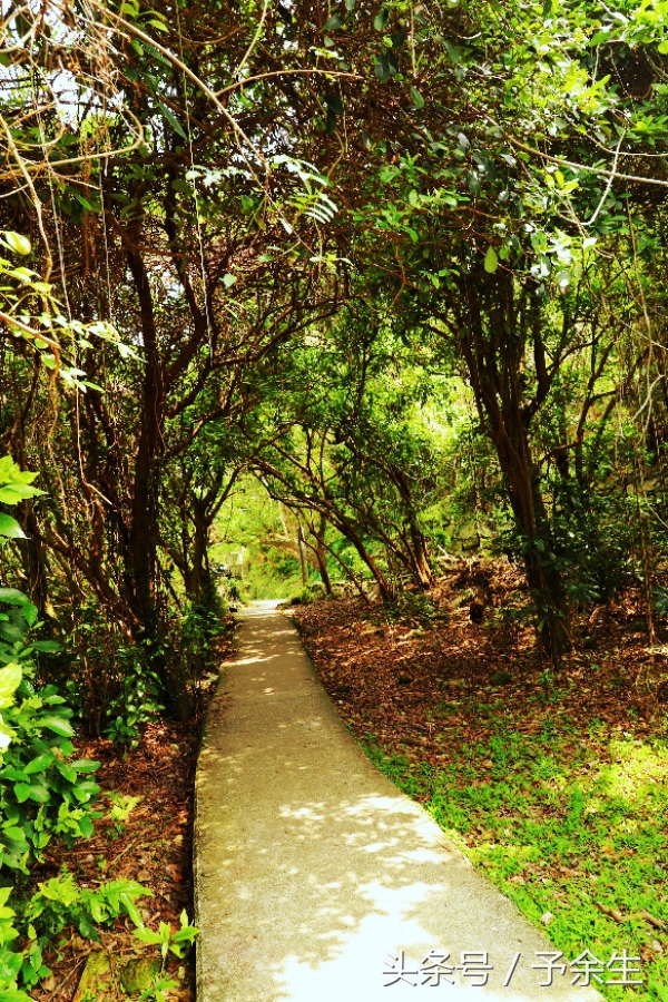 行麦径风景时宿轻沙绵风中