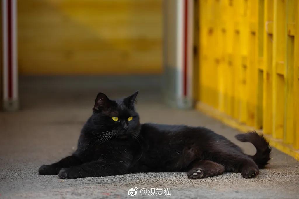 视力不好能够养黑猫吗,眼神不好的千万别养黑猫
