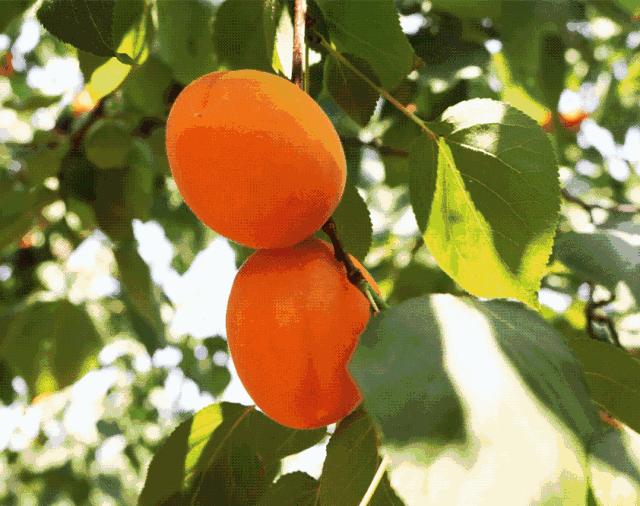 孟津五一有什么能够采摘的果蔬,洛阳孟津五一采摘园推荐