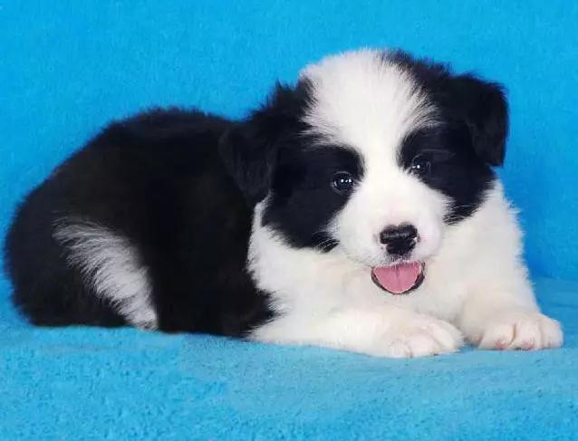 45种狗狗,45种狗类