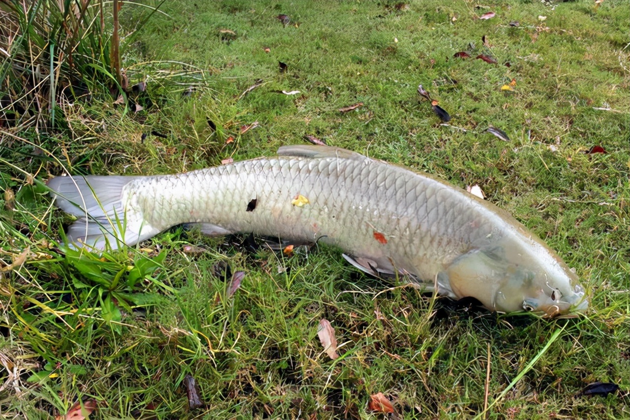钓草鱼的最佳饵料比例,钓草鱼技巧与多种饵料选择