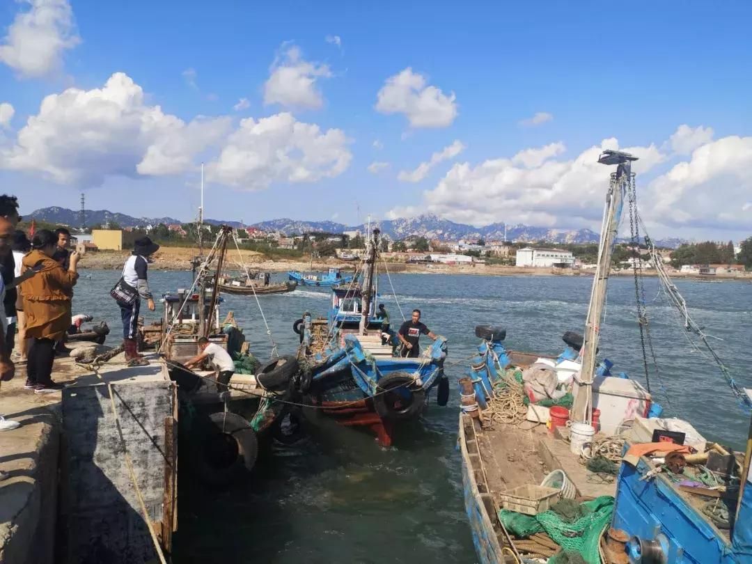 青岛开海了新鲜肥美的海鲜已上市,青岛开海红岛海鲜八大关
