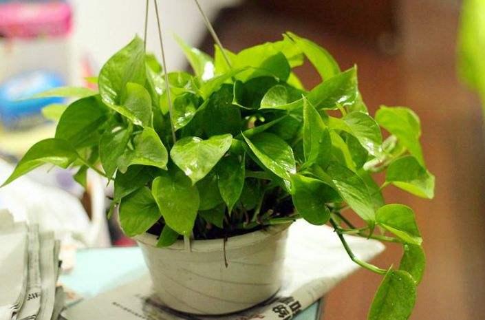 绿萝叶片发黄原因和处理方法,绿萝的叶片发黄了怎么办