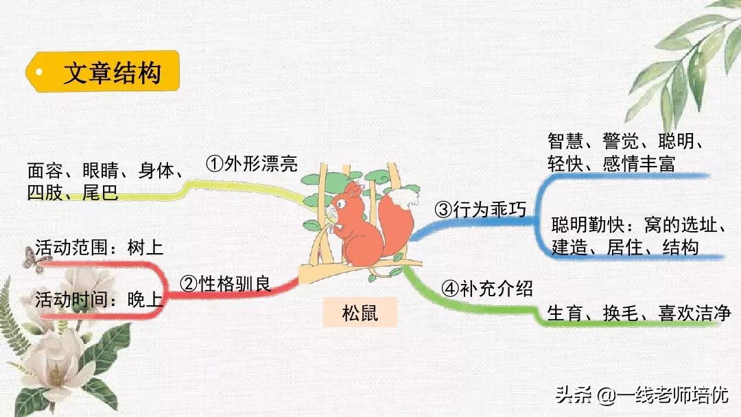 语文五年级上册第17课松鼠资料,部编版五年级上册第17课松鼠课件