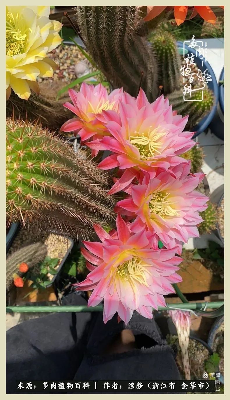 仙人球开花的惊艳瞬间,仙人球开花惊艳了6月