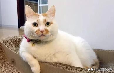 萌宠应该选什么标签,萌宠能够从哪个方面介绍