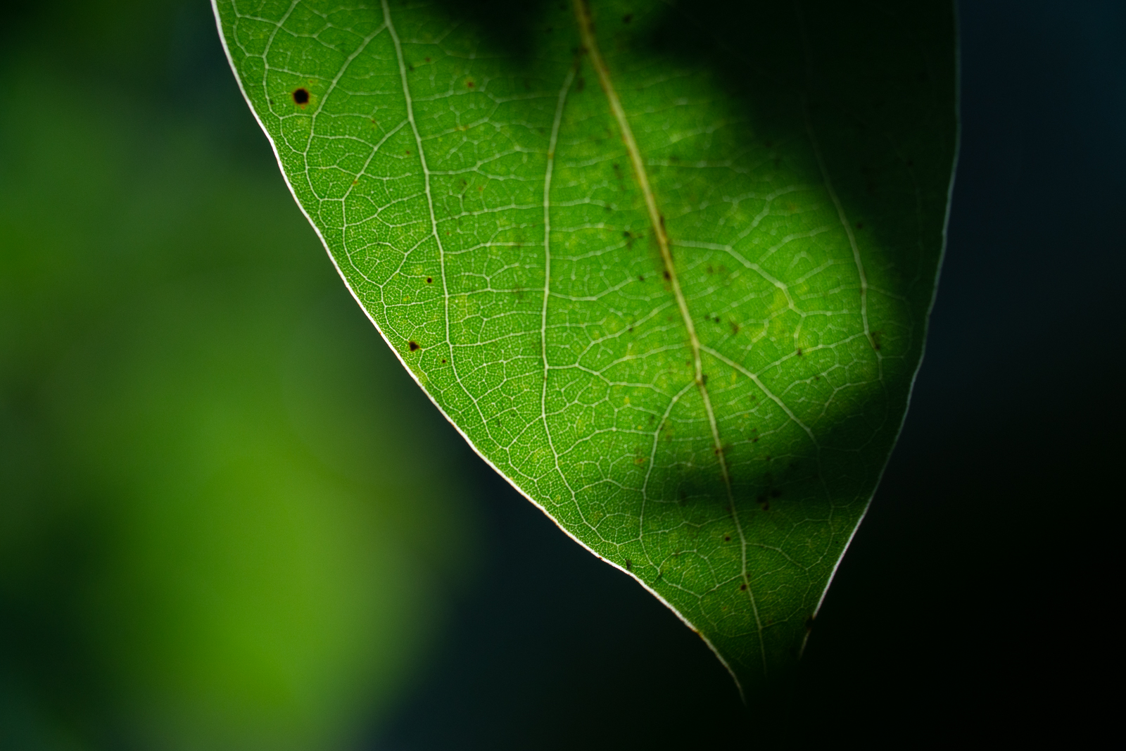 宾得k12值得入手吗,买宾得k1还是k12代好