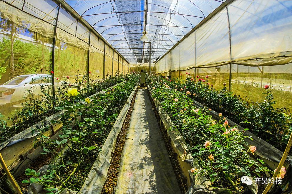 温室花卉科学种植,温室花卉盆栽蔬菜种植方法