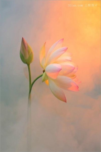 佛教修莲花,佛教与莲花图片大全