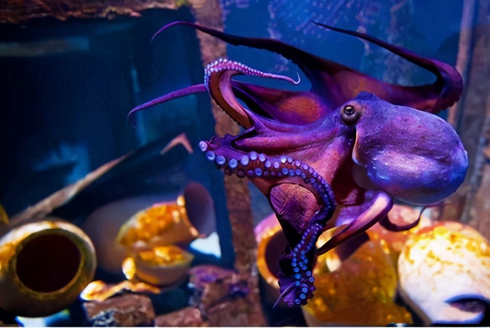 章鱼真的是地球原住民吗,章鱼是几年前才被科学家发现的