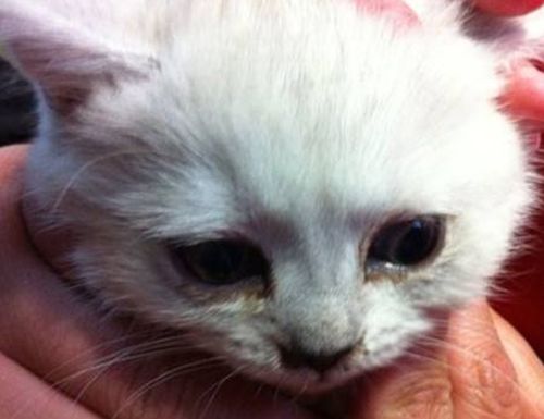 猫咪眼屎粘在眼球上,猫咪眼屎糊住眼睛能自己好吗