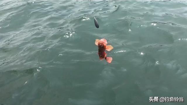 海钓石九公用几克的铅头钩,海钓石九公最佳水温是多少