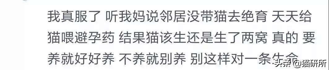 疫情出不去猫咪绝育拆线怎么办,猫咪发情期间能做绝育手术吗