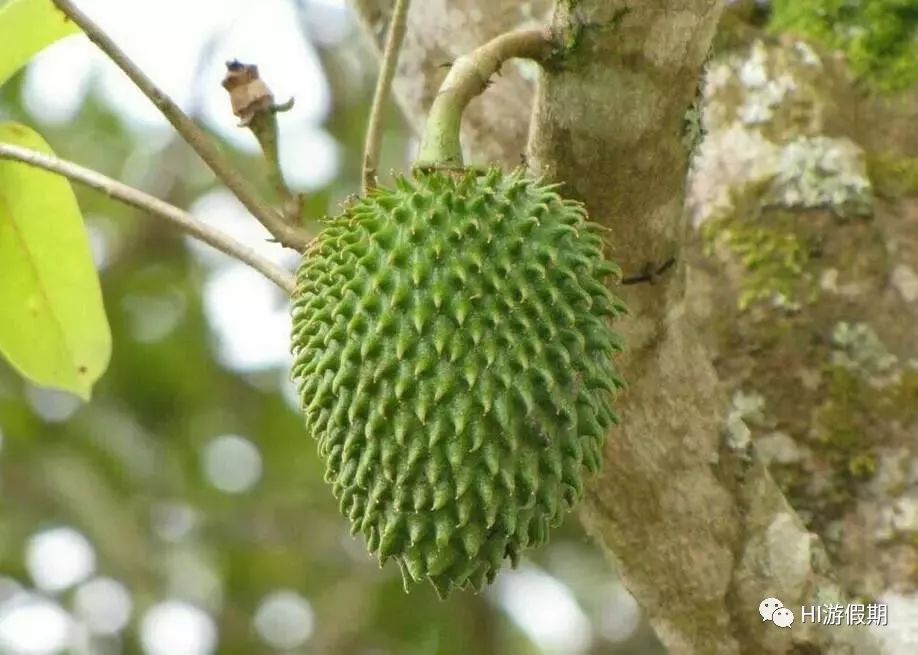 帕劳旅游免签吗,帕劳对中国人是免签吗