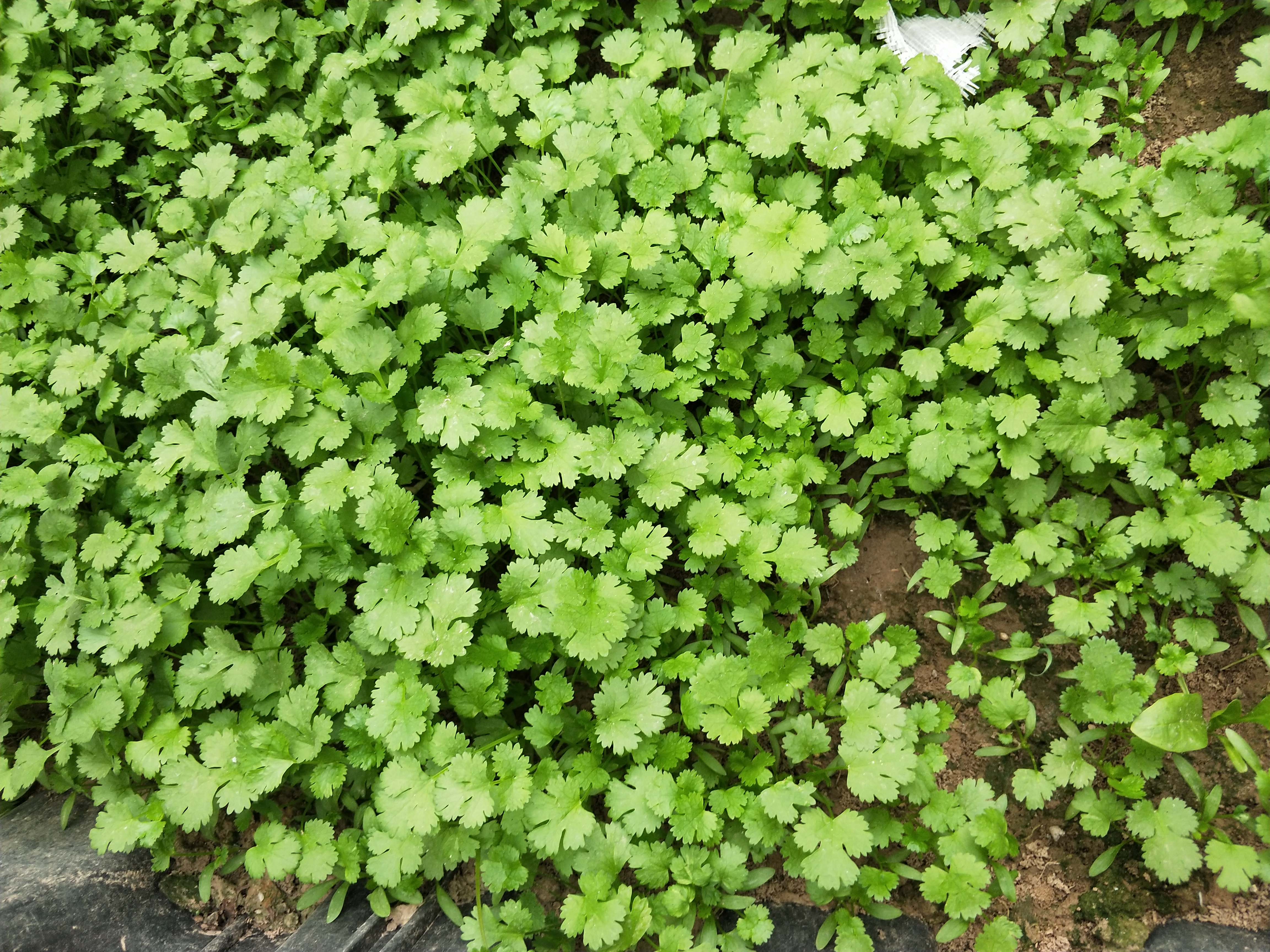 香菜直接播种还是催芽播种,香菜的播种方法及流程